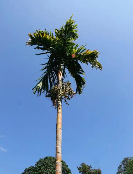 要加强保护阿仰地区的常绿棕榈树