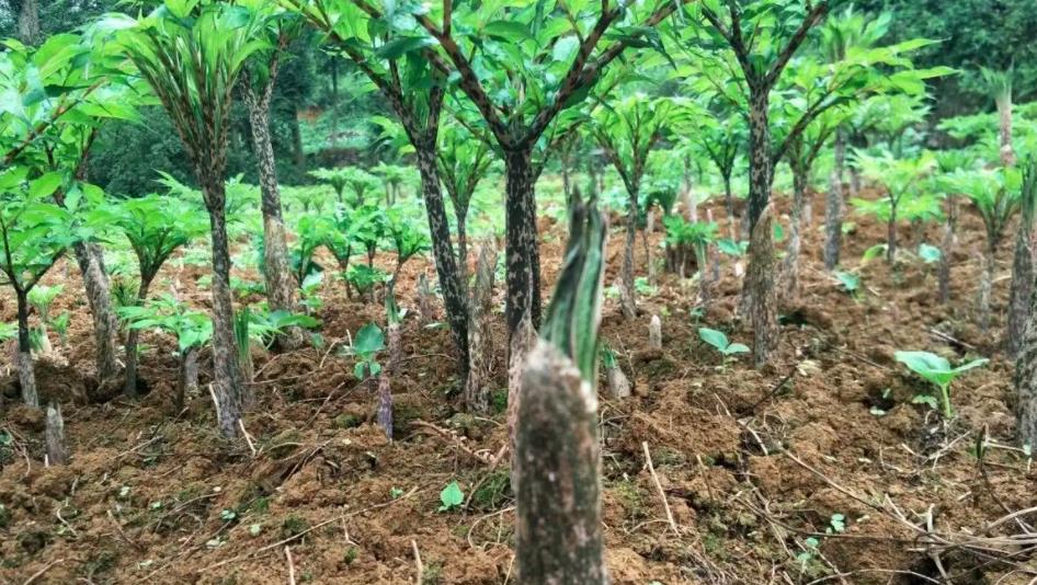 缅甸国内魔芋生产情况